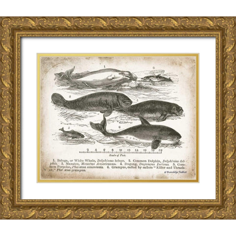 Antique Whales I Gold Ornate Wood Framed Art Print with Double Matting by Babbitt, Gwendolyn