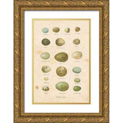 Birds Eggs I Gold Ornate Wood Framed Art Print with Double Matting by Babbitt, Gwendolyn