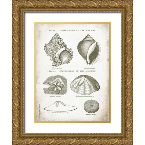 Vintage Shells I Gold Ornate Wood Framed Art Print with Double Matting by Babbitt, Gwendolyn