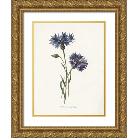 Corn Blue-Bottle Gold Ornate Wood Framed Art Print with Double Matting by Babbitt, Gwendolyn