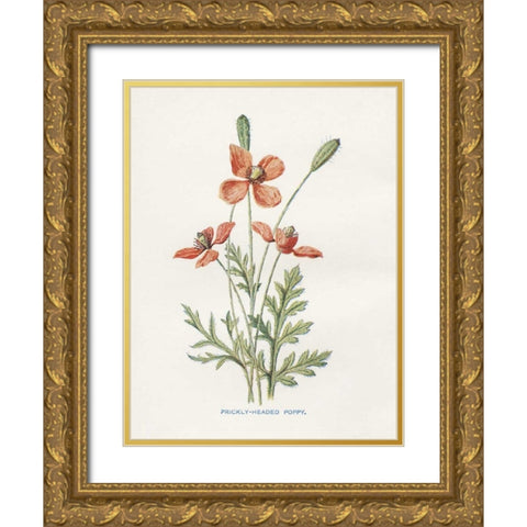 Prickly Headed Poppy Gold Ornate Wood Framed Art Print with Double Matting by Babbitt, Gwendolyn