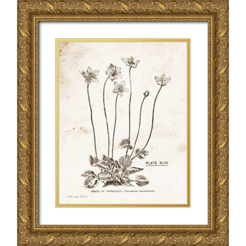 Flower Plate I Gold Ornate Wood Framed Art Print with Double Matting by Babbitt, Gwendolyn