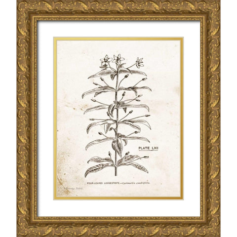 Flower Plate II Gold Ornate Wood Framed Art Print with Double Matting by Babbitt, Gwendolyn