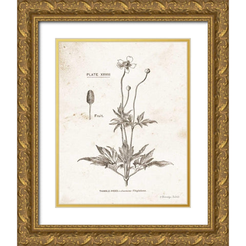 Flower Plate IV Gold Ornate Wood Framed Art Print with Double Matting by Babbitt, Gwendolyn