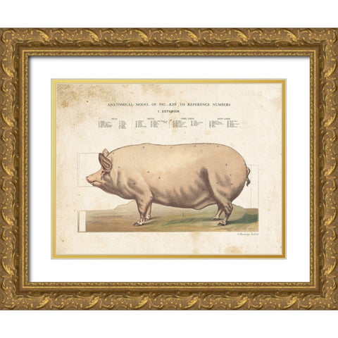 Anatomical Model Pig Gold Ornate Wood Framed Art Print with Double Matting by Babbitt, Gwendolyn