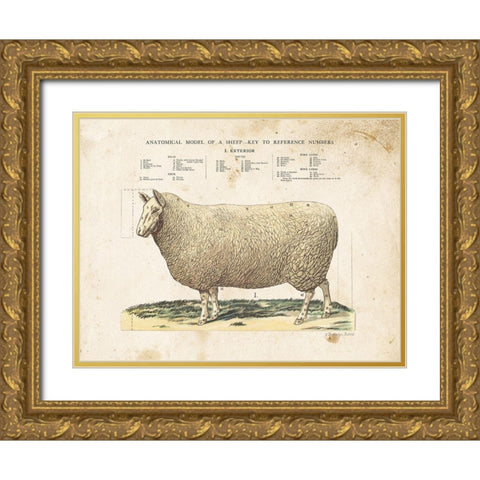 Anatomical Model Sheep Gold Ornate Wood Framed Art Print with Double Matting by Babbitt, Gwendolyn