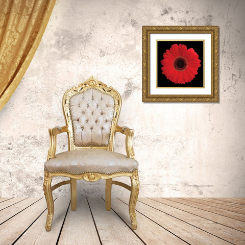 Gerbera Daisy Red Gold Ornate Wood Framed Art Print with Double Matting by Christensen, Jim