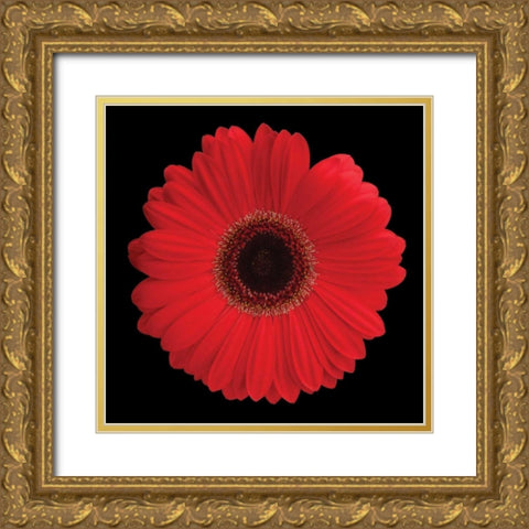 Gerbera Daisy Red Gold Ornate Wood Framed Art Print with Double Matting by Christensen, Jim