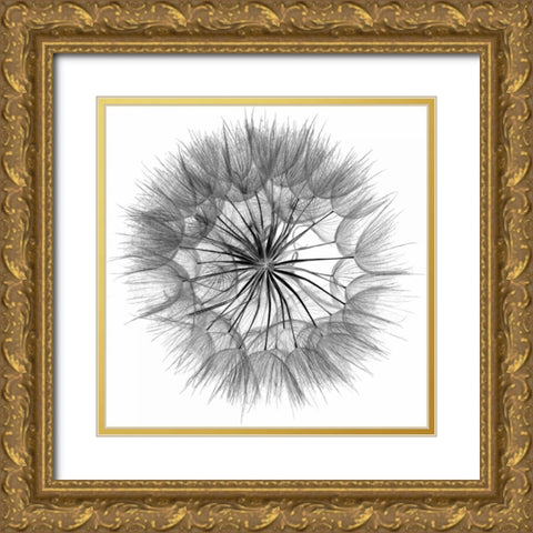 Goats Beard IV Gold Ornate Wood Framed Art Print with Double Matting by Christensen, Jim