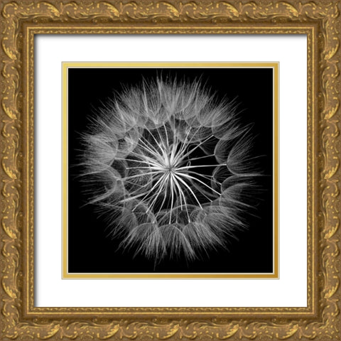 Goats Beard V Gold Ornate Wood Framed Art Print with Double Matting by Christensen, Jim