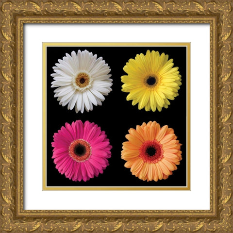 Gerbera Group I Gold Ornate Wood Framed Art Print with Double Matting by Christensen, Jim