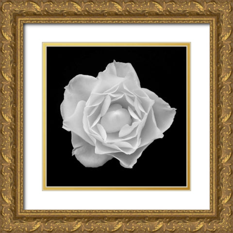 White Rose I Gold Ornate Wood Framed Art Print with Double Matting by Christensen, Jim