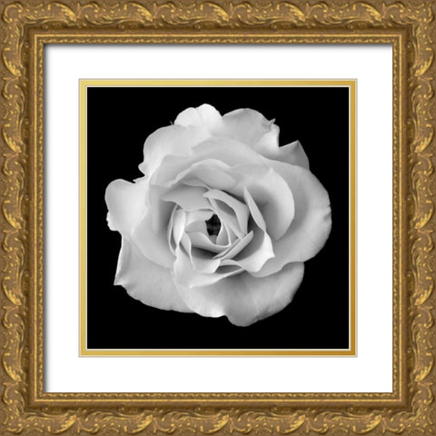 White Rose II Gold Ornate Wood Framed Art Print with Double Matting by Christensen, Jim