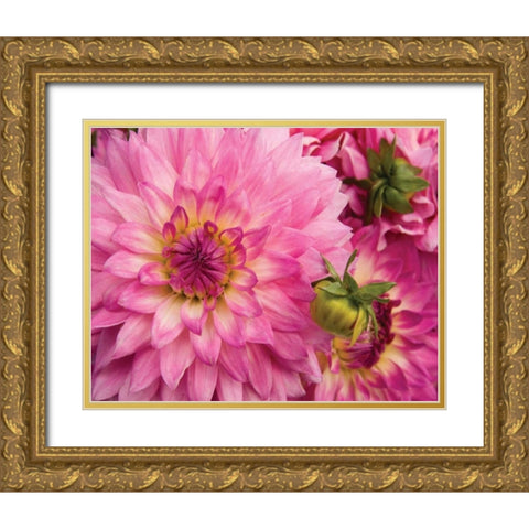 Pink Dahlia Gold Ornate Wood Framed Art Print with Double Matting by Love, Maureen