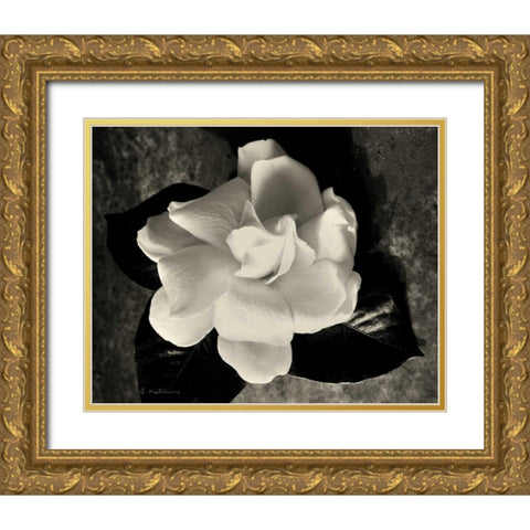 Gardenia Bloom Gold Ornate Wood Framed Art Print with Double Matting by Melious, Amy