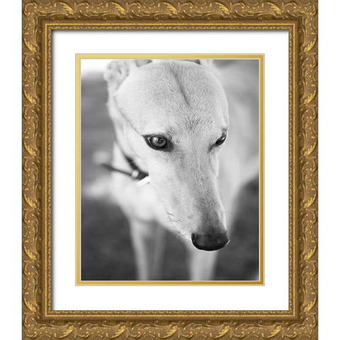 Greyhound Black and White Gold Ornate Wood Framed Art Print with Double Matting by Millet, Karyn
