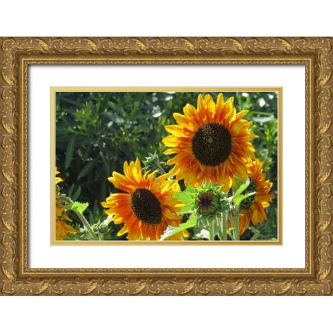 Summer Sunflowers I Gold Ornate Wood Framed Art Print with Double Matting by Williams, Alex