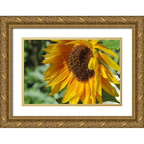 Summer Sunflowers II Gold Ornate Wood Framed Art Print with Double Matting by Williams, Alex