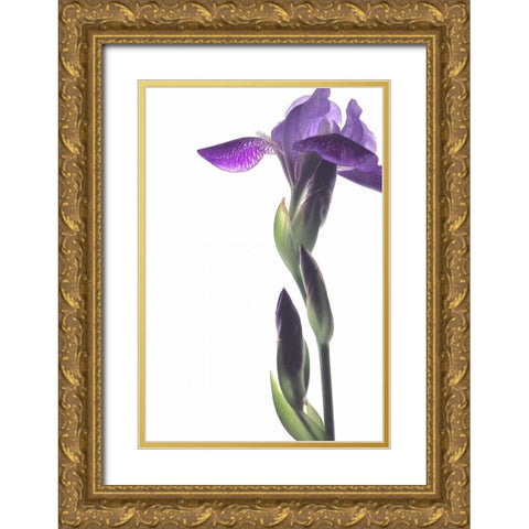 Purple Iris I Gold Ornate Wood Framed Art Print with Double Matting by Burkhart, Monika