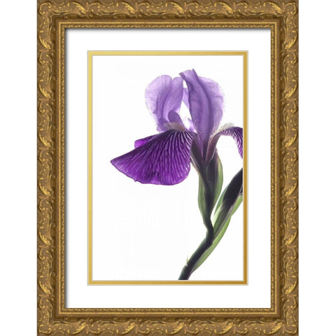 Purple Iris II Gold Ornate Wood Framed Art Print with Double Matting by Burkhart, Monika