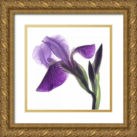 Purple Iris III Gold Ornate Wood Framed Art Print with Double Matting by Burkhart, Monika