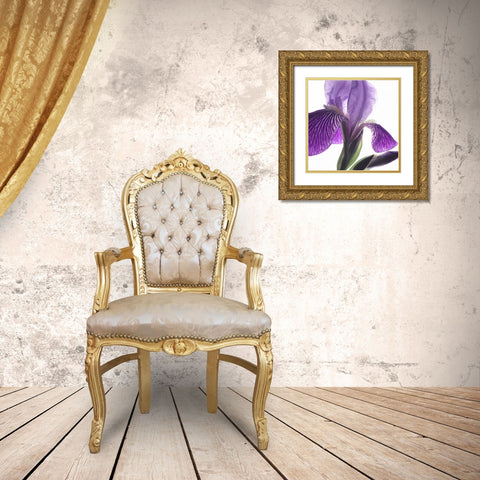 Purple Iris IV Gold Ornate Wood Framed Art Print with Double Matting by Burkhart, Monika