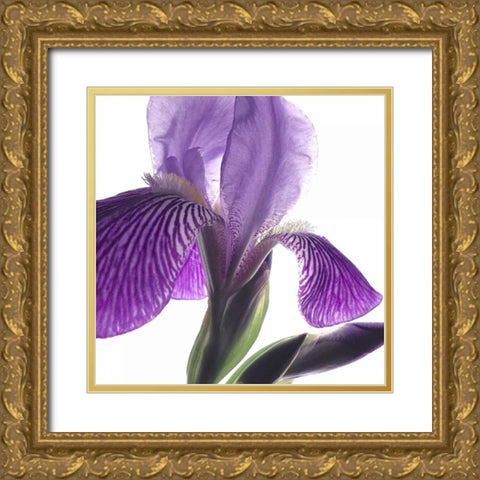 Purple Iris IV Gold Ornate Wood Framed Art Print with Double Matting by Burkhart, Monika