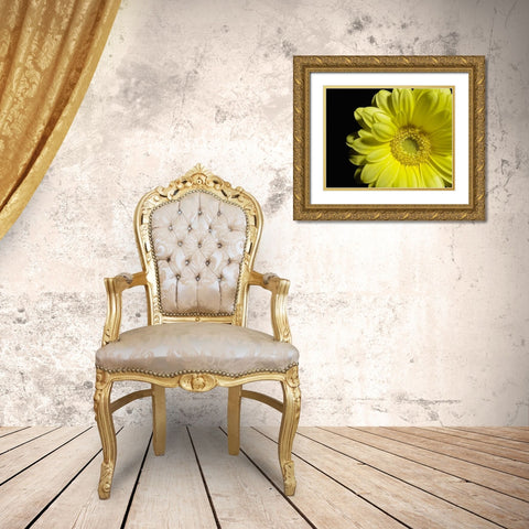 Yellow Daisy Gold Ornate Wood Framed Art Print with Double Matting by Burkhart, Monika