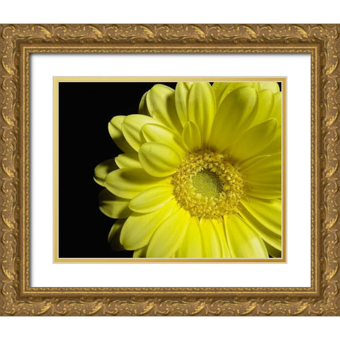 Yellow Daisy Gold Ornate Wood Framed Art Print with Double Matting by Burkhart, Monika