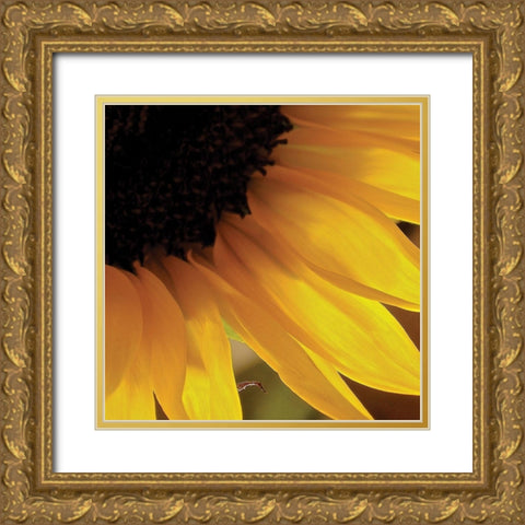 Sunlit Sunfloweres VI Gold Ornate Wood Framed Art Print with Double Matting by Burkhart, Monika