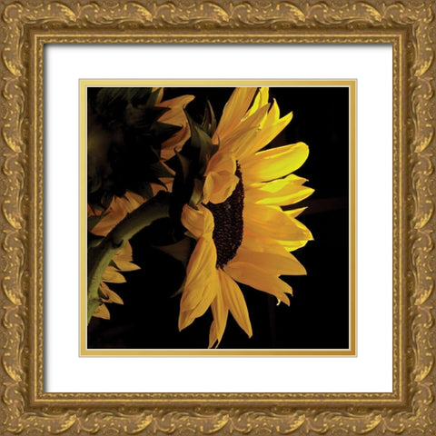 Sunlit Sunflowers VIII Gold Ornate Wood Framed Art Print with Double Matting by Burkhart, Monika