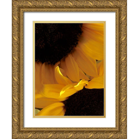 Sunflowers IX Gold Ornate Wood Framed Art Print with Double Matting by Burkhart, Monika