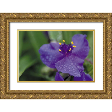 Summer Bloom II Gold Ornate Wood Framed Art Print with Double Matting by Berzel, Erin