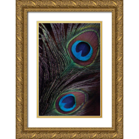 Peacock Feathers I Gold Ornate Wood Framed Art Print with Double Matting by Berzel, Erin
