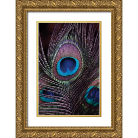 Peacock Feathers II Gold Ornate Wood Framed Art Print with Double Matting by Berzel, Erin