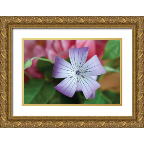 Delicate Flower II Gold Ornate Wood Framed Art Print with Double Matting by Berzel, Erin