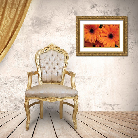 Orange Gerbera Daisies Gold Ornate Wood Framed Art Print with Double Matting by Berzel, Erin