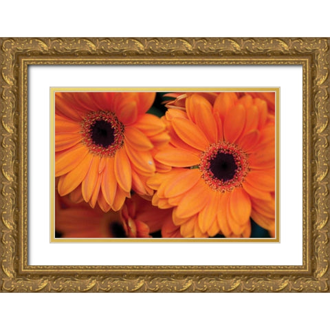 Orange Gerbera Daisies Gold Ornate Wood Framed Art Print with Double Matting by Berzel, Erin