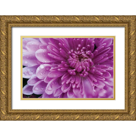Purple Mum I Gold Ornate Wood Framed Art Print with Double Matting by Berzel, Erin