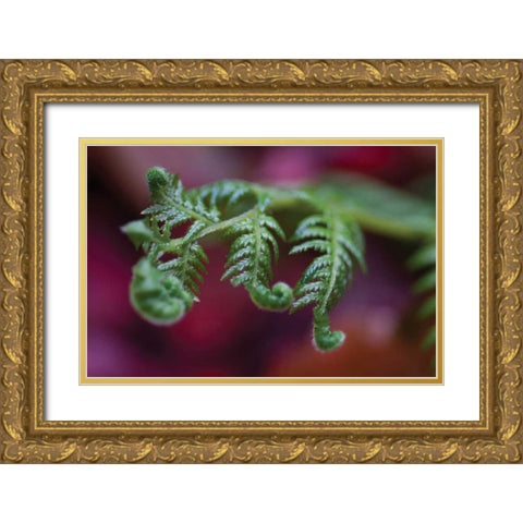 Fern Detail II Gold Ornate Wood Framed Art Print with Double Matting by Berzel, Erin