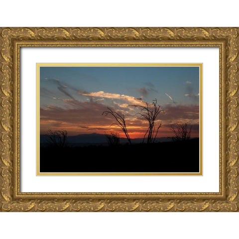 Ocotillo Cactus IV Gold Ornate Wood Framed Art Print with Double Matting by Berzel, Erin