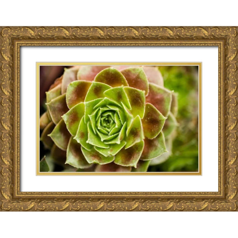 Sempervivum Ohioan Gold Ornate Wood Framed Art Print with Double Matting by Berzel, Erin