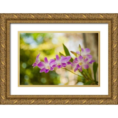 Thai Orchids Gold Ornate Wood Framed Art Print with Double Matting by Berzel, Erin