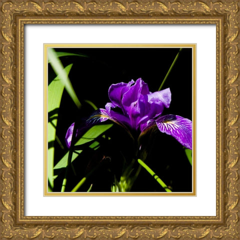 Wild Iris I Gold Ornate Wood Framed Art Print with Double Matting by Crane, Rita