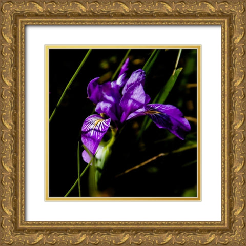 Wild Iris II Gold Ornate Wood Framed Art Print with Double Matting by Crane, Rita