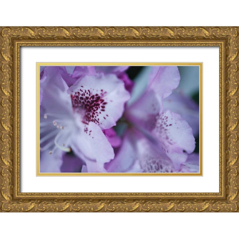 Lavender Rhodies I Gold Ornate Wood Framed Art Print with Double Matting by Crane, Rita
