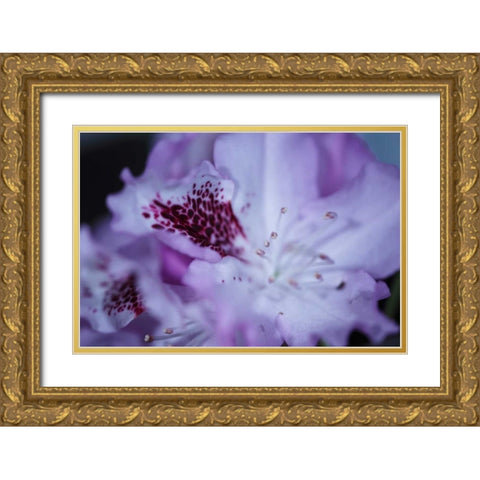 Lavender Rhodies II Gold Ornate Wood Framed Art Print with Double Matting by Crane, Rita