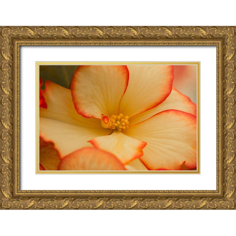 Camilles Begonias I Gold Ornate Wood Framed Art Print with Double Matting by Crane, Rita