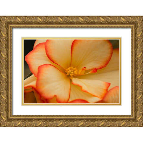 Camilles Begonias II Gold Ornate Wood Framed Art Print with Double Matting by Crane, Rita