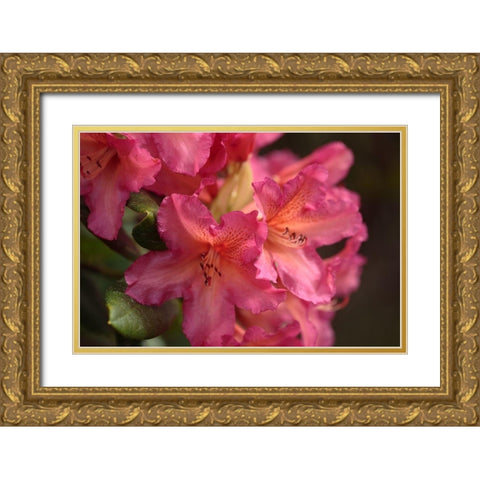 Exotic Rhodies V Gold Ornate Wood Framed Art Print with Double Matting by Crane, Rita